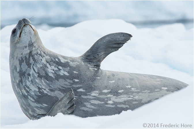 A Weddell seal squirms on an ice floe, Antarctic Sound