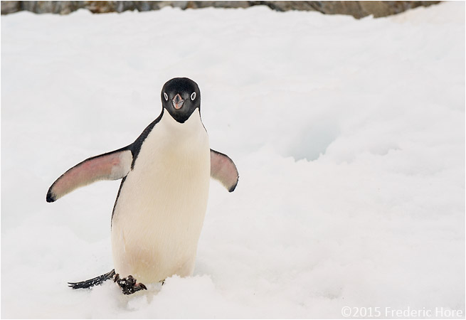 A curious Adelie penguin approaches the photographer