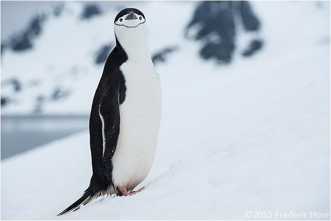 Chinstrap penguin - Half Moon Bay, Antarctica