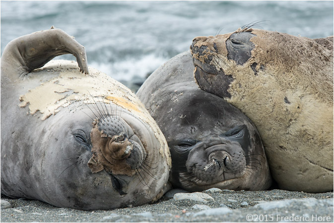 Elephant seals at Elephant Island, Antarctica