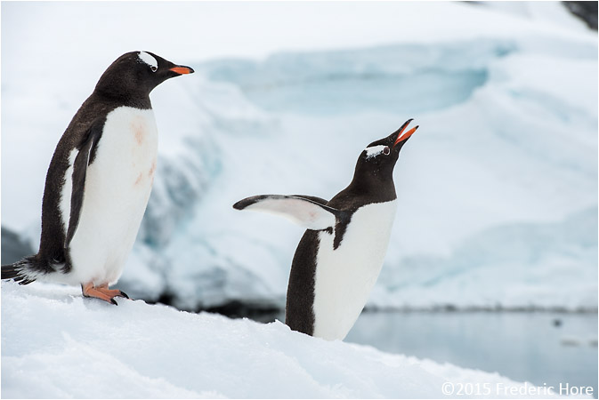 Gentoo penguins at Port Charcot, Booth Island, Antarctica