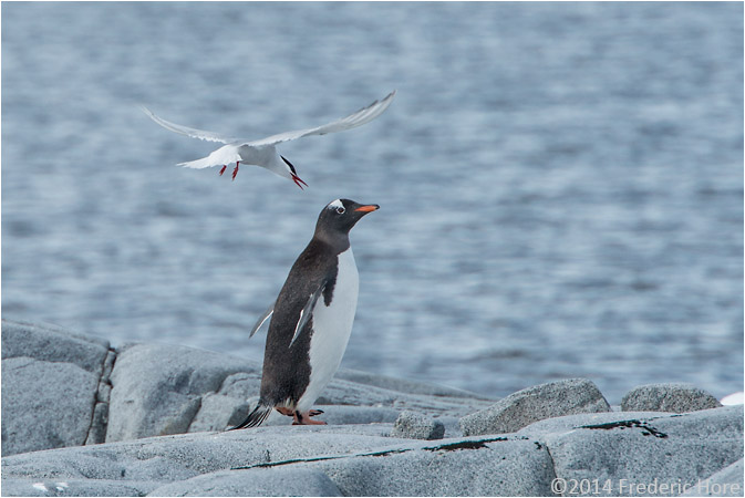 An Antarctic Tern attackes a Gentoo penguin close to its nest